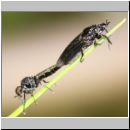 Dilophus febrilis - Dunkelfluegelige Haarmuecke-01b - 4-6mm.jpg